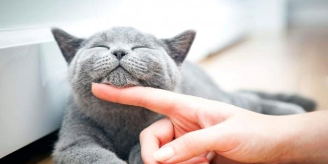 Türkiye’nin yüzde 19’u kedi sahibi