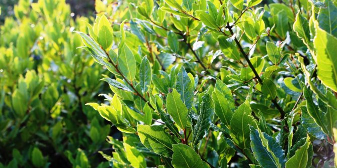 Defne, ihracatçısının yüzünü güldürüyor