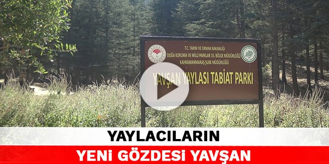 Kahramanmaraş'ta yaylacıların yeni gözdesi Yavşan