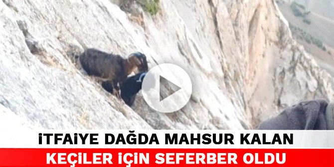 Kahramanmaraş'ta itfaiye dağda mahsur kalan keçiler için seferber oldu