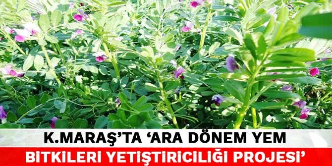 Kahramanmaraş'ta ‘Ara Dönem Yem Bitkileri Yetiştiriciliği Projesi’