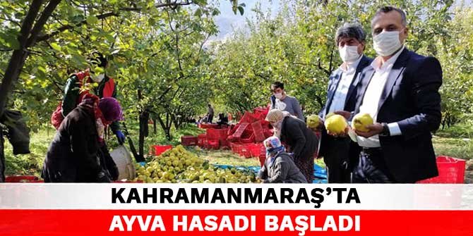 Kahramanmaraş’ta ayva hasadı başladı