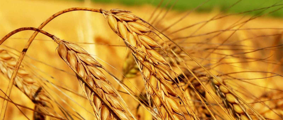 BULUT: "HUBUBATTA REKOLTE YÜKSEK OLDU"