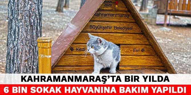 Kahramanmaraş'ta bir yılda 6 bin sokak hayvanına bakım yapıldı