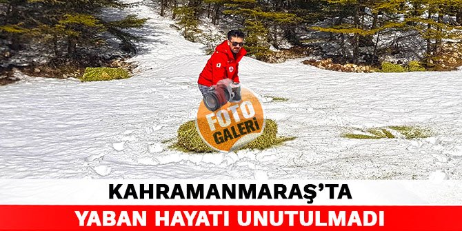 Kahramanmaraş'ta yaban hayatı unutulmadı