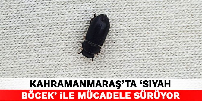 Kahramanmaraş'ta ‘siyah böcek’ ile mücadele sürüyor