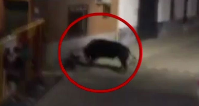 BOĞA'NIN İNTİKAMI ACI OLDU