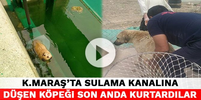 Kahramanmaraş’ta sulama kanalına düşen köpeği son anda kurtardılar