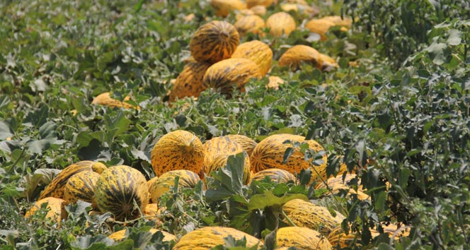 MARKETTE 2 LİRA TARLADA 20 KURUŞ