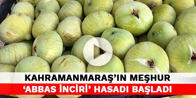 Kahramanmaraş'ın meşhur ‘Abbas İnciri’ hasadı başladı
