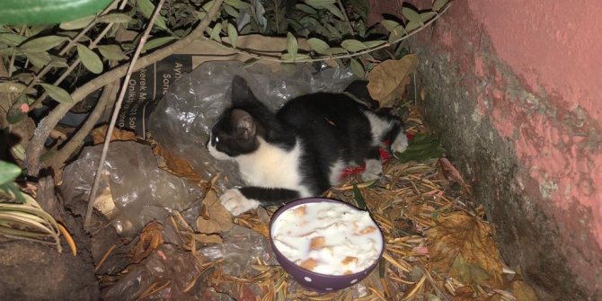 Kahramanmaraş Büyükşehir’den can dosta şefkat eli