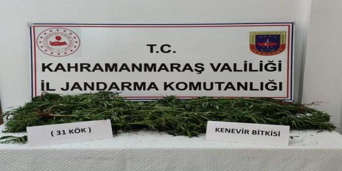 Kahramanmaraş’ta evinde kenevir yetiştirdi jandarmaya yakalandı