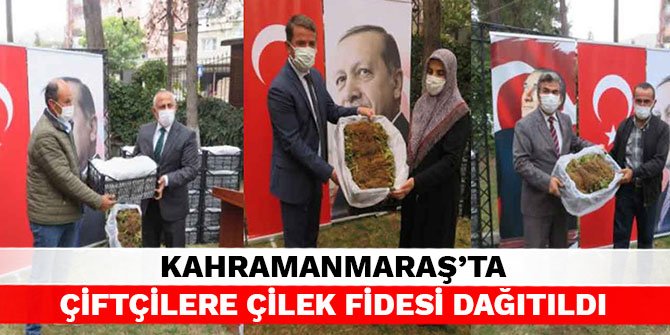 Kahramanmaraş'ta çiftçilere çilek fidesi dağıtıldı