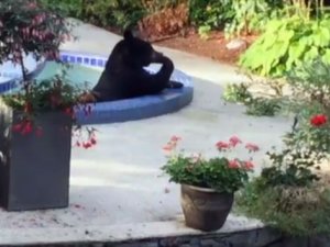 BÖYLESİ GÖRÜLMEDİ! AYI'NIN HAVUZ KEYFİ