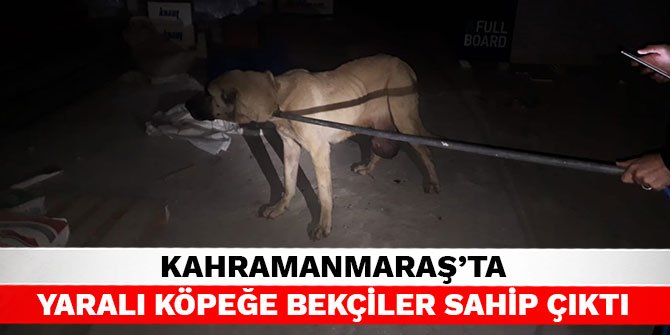 Kahramanmaraş’ta yaralı köpeğe bekçiler sahip çıktı
