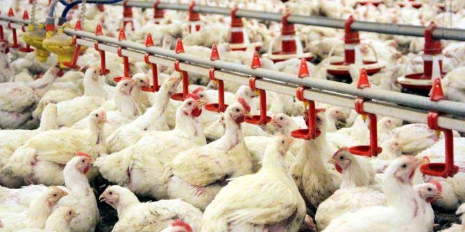 Kahramanmaraş’ta etlik piliç yetiştiriciliğine %50 hibe desteği
