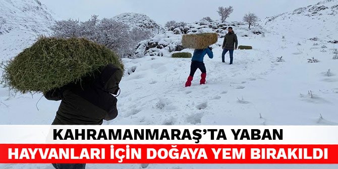 Kahramanmaraş’ta yaban hayvanları için doğaya yem bırakıldı