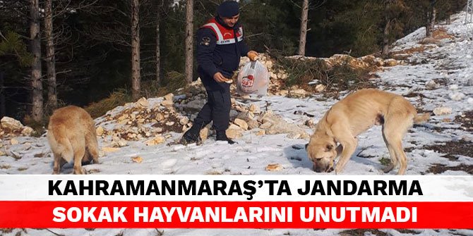 Kahramanmaraş’ta jandarma sokak hayvanlarını unutmadı