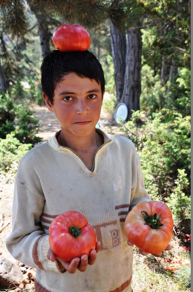 BİR KÖYÜN PEMBE DOMATES HAYALİ...