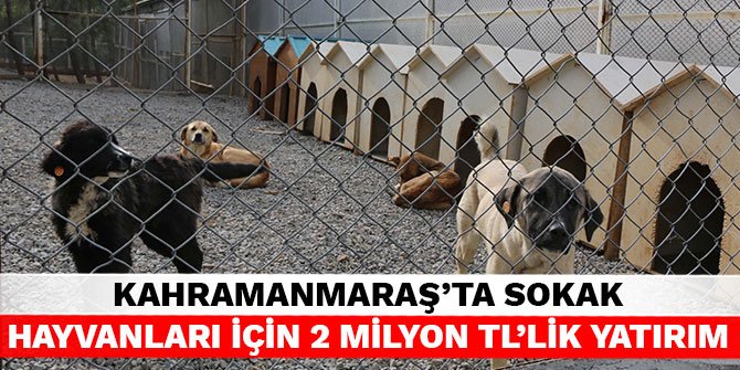 Kahramanmaraş’ta sokak hayvanları için 2 Milyon TL’lik yatırım