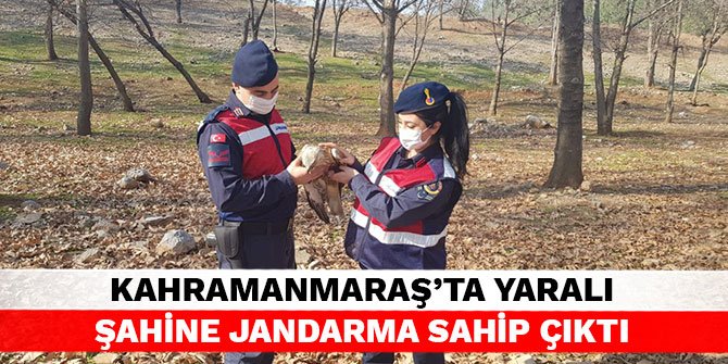 Kahramanmaraş’ta yaralı şahine jandarma sahip çıktı
