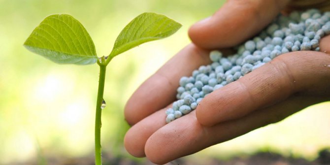 Gübre ve yem fiyatları düşecek mi?