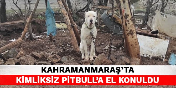 Kahramanmaraş’ta kimliksiz Pitbull’a el konuldu