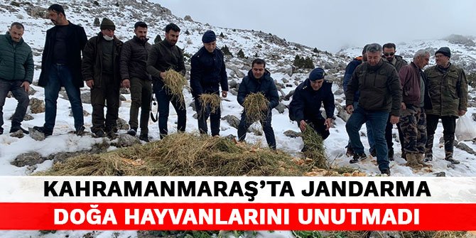 Kahramanmaraş'ta jandarma doğa hayvanlarını unutmadı