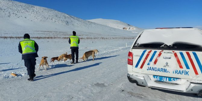 Kahramanmaraş’ta jandarma sokak hayvanlarını besledi