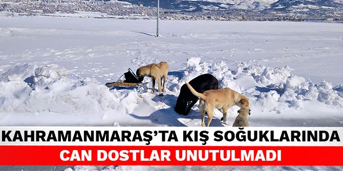 Kahramanmaraş'ta kış soğuklarında can dostlar unutulmadı