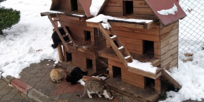 Kahramanmaraş Büyükşehir’den sokak hayvanları için 1 ton mama