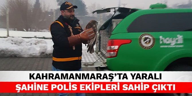 Kahramanmaraş’ta yaralı şahine polis ekipleri sahip çıktı