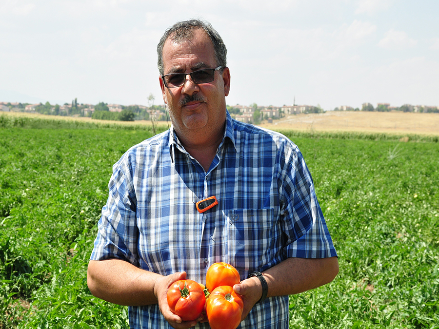 DOMATESİN FİYATI DİP YAPTI