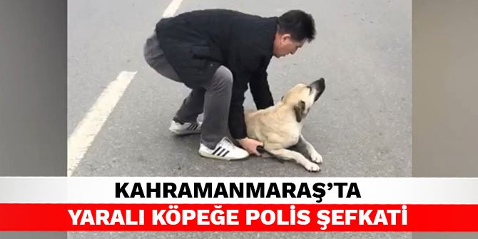 Kahramanmaraş’ta yaralı köpeğe polis şefkati