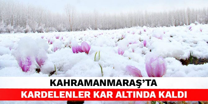 Kahramanmaraş’ta kardelenler kar altında kaldı