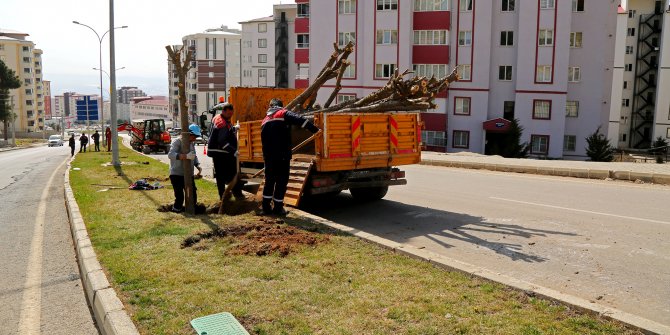 Kahramanmaraş'ta cadde ve bulvarlar bitkilerle donatılıyor