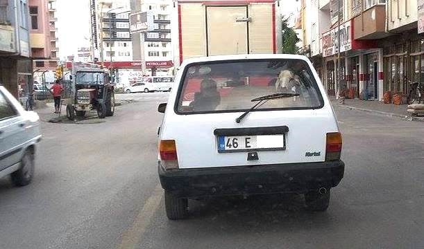 KUZUNUN İLGİNÇ YOLCULUĞU