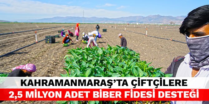 Kahramanmaraş'ta çiftçilere 2,5 milyon adet biber fidesi desteği