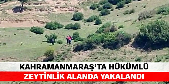 Kahramanmaraş’ta hükümlü zeytinlik alanda yakalandı