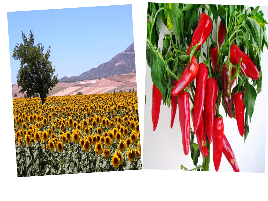 TARIM SEKTÖRÜ KAHRAMANMARAŞ'TA BULUŞUYOR