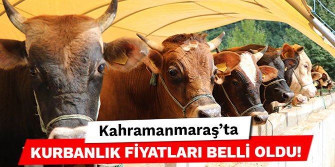 Kahramanmaraş’ta kurbanlık fiyatları belli oldu!