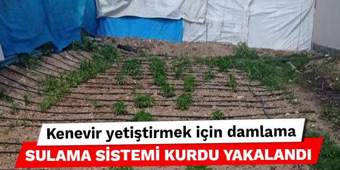 Kahramanmaraş'ta kenevir yetiştirmek için damlama sulama sistemi kurdu yakalandı