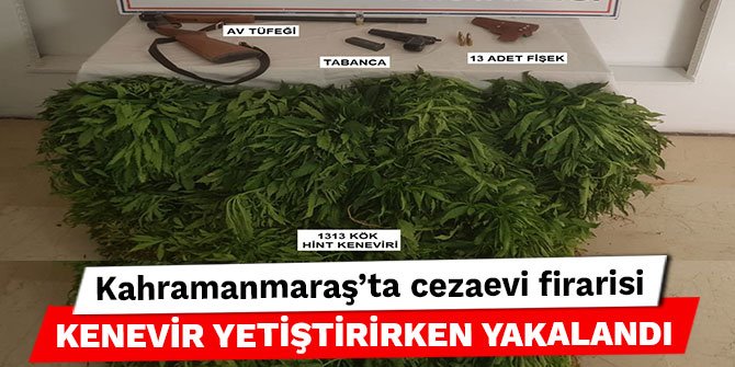 Kahramanmaraş’ta cezaevi firarisi kenevir yetiştirirken yakalandı
