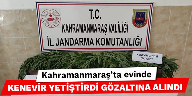 Kahramanmaraş’ta evinde kenevir yetiştirdi gözaltına alındı