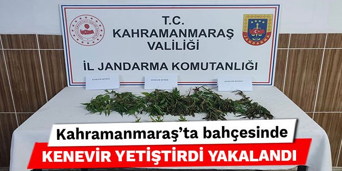Kahramanmaraş’ta bahçesinde kenevir yetiştirdi yakalandı