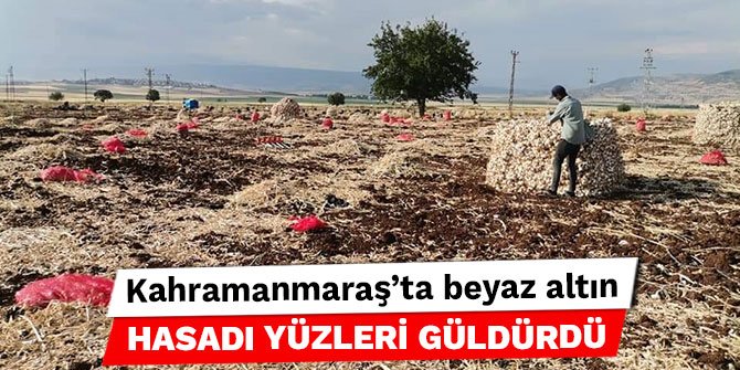Kahramanmaraş’ta beyaz altın hasadı yüzleri güldürdü