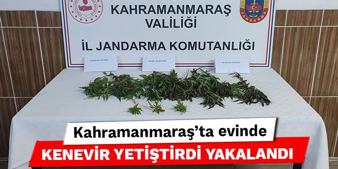 Kahramanmaraş’ta evinde kenevir yetiştirdi yakalandı