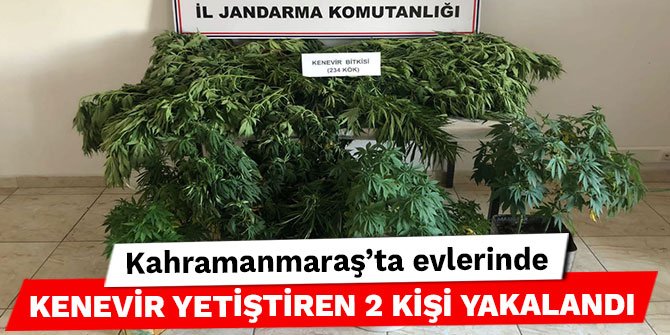 Kahramanmaraş’ta evlerinde kenevir yetiştiren 2 kişi yakalandı