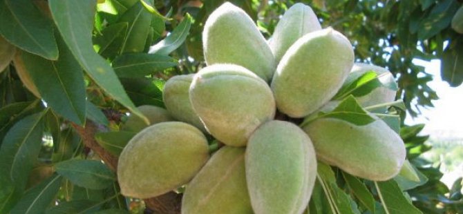 BADEM HASADI ÇİFTÇİNİN YÜZÜNÜ GÜLDÜRDÜ