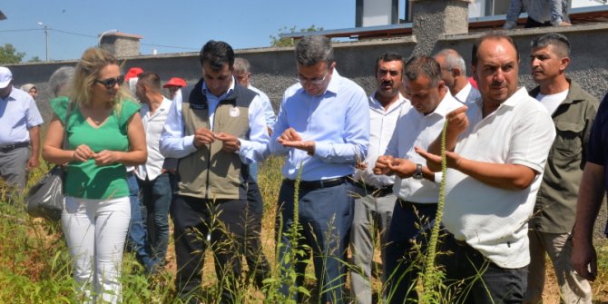 Kahramanmaraş'ta Karabuğday Hasat Etkinliği düzenlendi